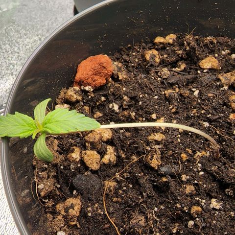 Candy Kush growlog timeline photo