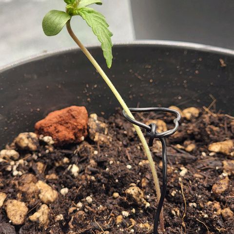 Candy Kush growlog timeline photo