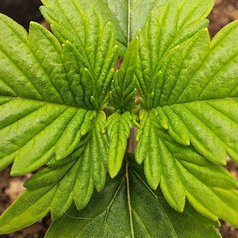 Candy Kush growlog timeline photo