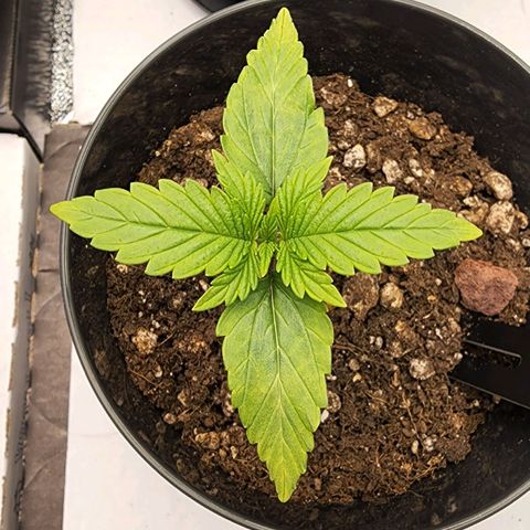 Candy Kush growlog timeline photo