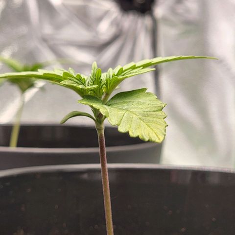 Candy Kush growlog timeline photo