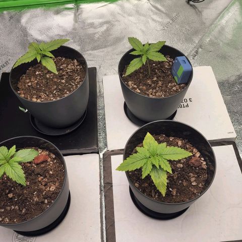 Candy Kush growlog timeline photo