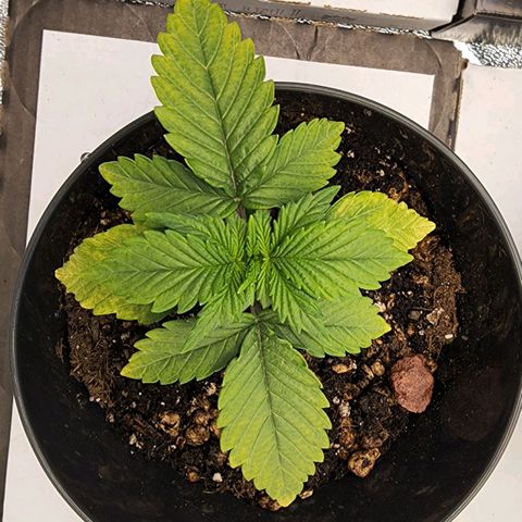 Candy Kush growlog timeline photo