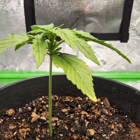 Candy Kush growlog timeline photo
