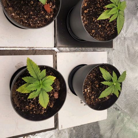 Candy Kush growlog timeline photo
