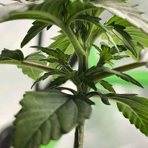 Candy Kush growlog timeline photo