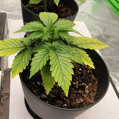 Candy Kush growlog timeline photo