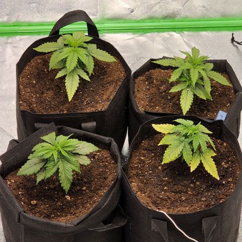 Candy Kush growlog timeline photo