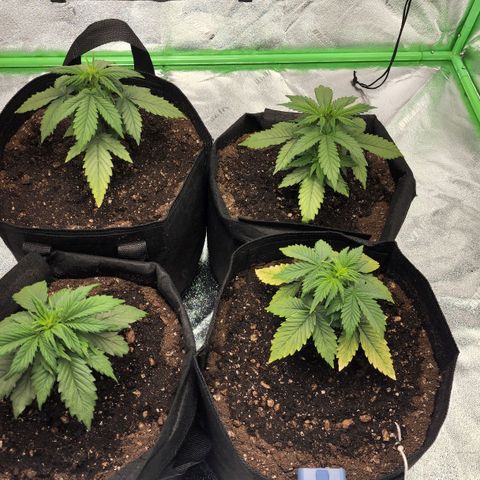 Candy Kush growlog timeline photo