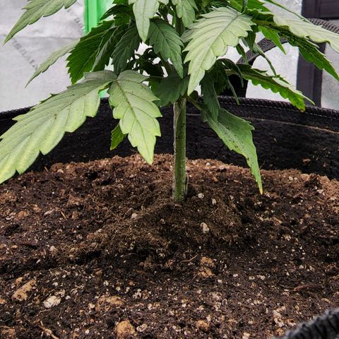 Candy Kush growlog timeline photo