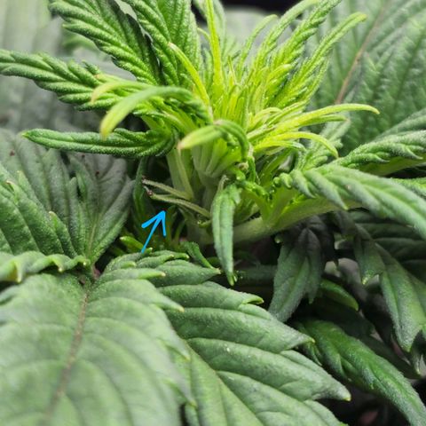 Candy Kush growlog photo: Pistils!! 