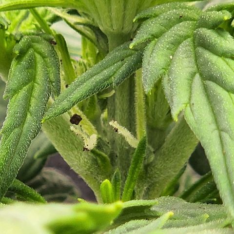 Candy Kush growlog photo: Pistils!! 