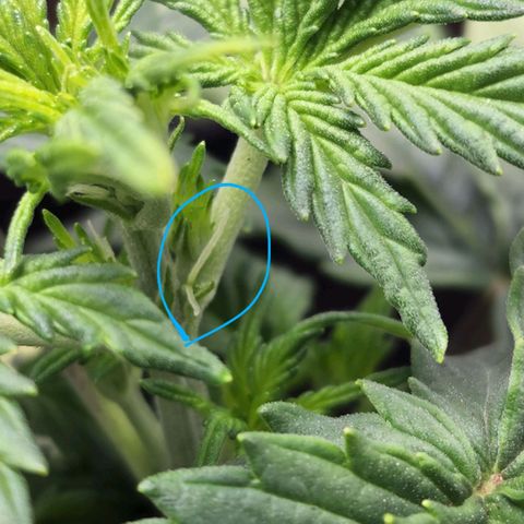 Candy Kush growlog photo: Pistils!! 