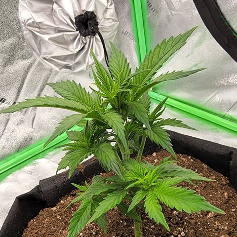 Candy Kush growlog timeline photo