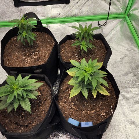 Candy Kush growlog timeline photo