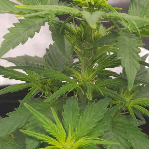 Candy Kush growlog timeline photo