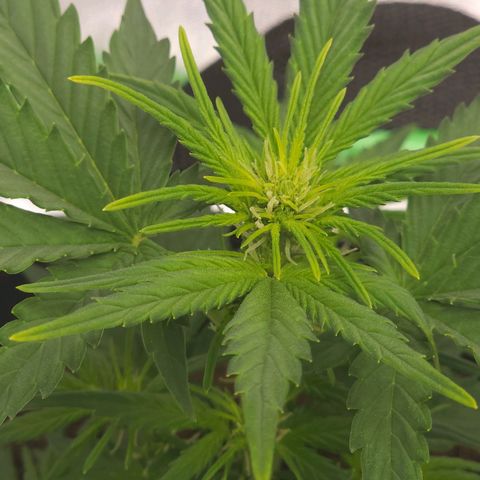 Candy Kush growlog timeline photo