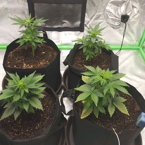 Candy Kush growlog timeline photo