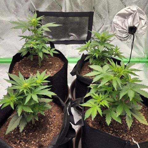 Candy Kush growlog timeline photo