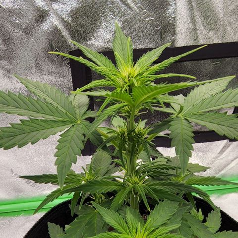 Candy Kush growlog timeline photo