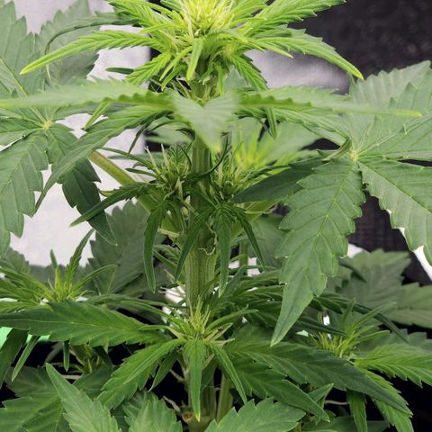 Candy Kush growlog timeline photo