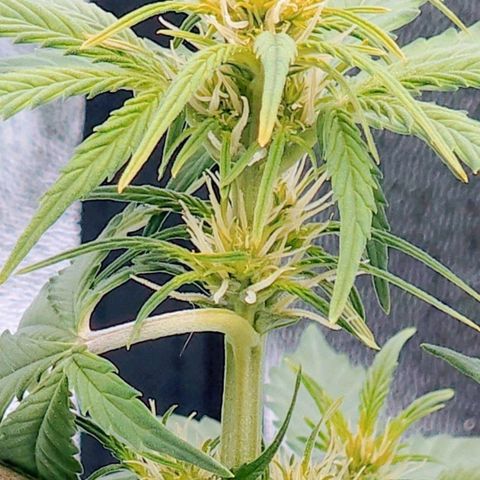 Candy Kush growlog timeline photo
