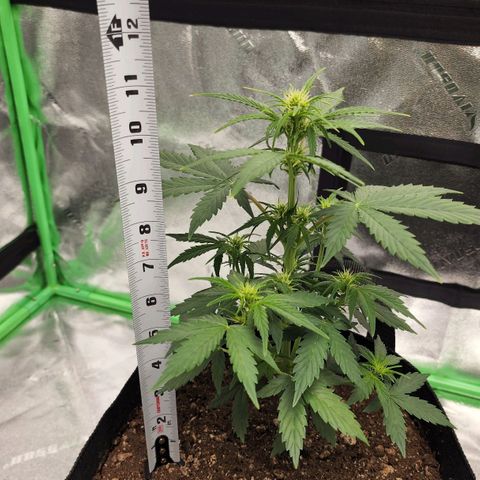 Candy Kush growlog timeline photo