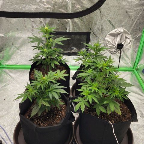 Candy Kush growlog timeline photo