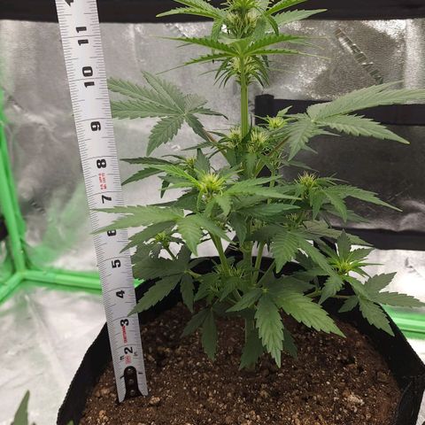 Candy Kush growlog timeline photo