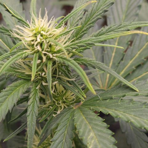 Candy Kush growlog timeline photo