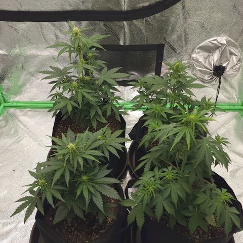 Candy Kush growlog timeline photo