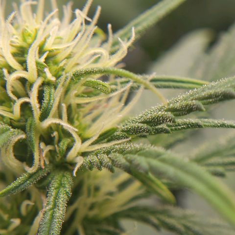 Candy Kush growlog timeline photo