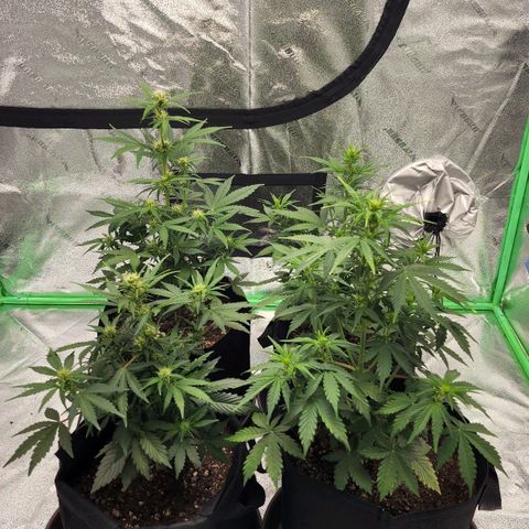 Candy Kush growlog timeline photo