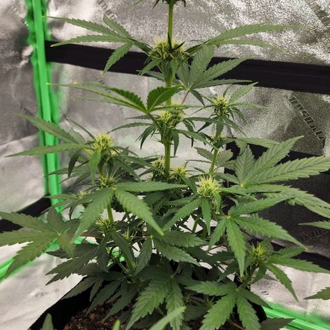 Candy Kush growlog timeline photo