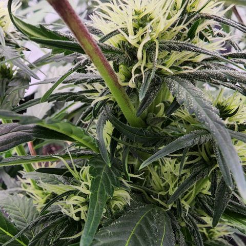 Candy Kush growlog timeline photo