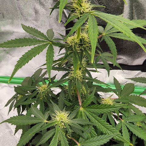 Candy Kush growlog timeline photo