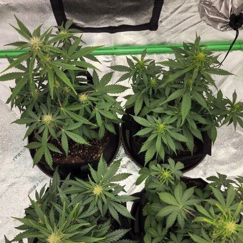 Candy Kush growlog timeline photo