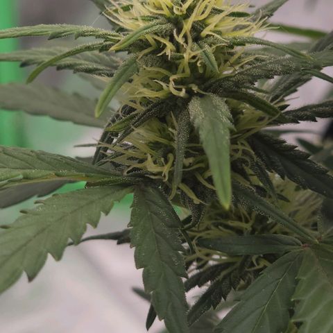 Candy Kush growlog timeline photo