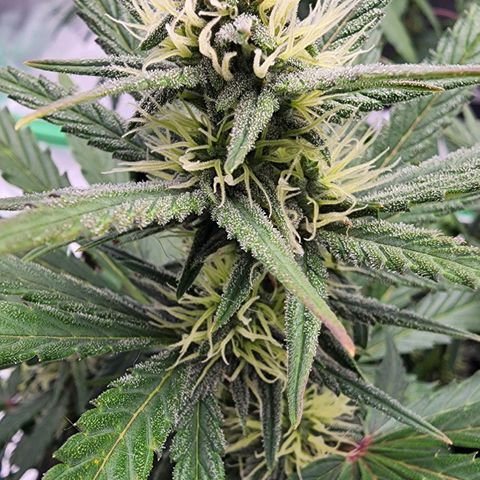 Candy Kush growlog timeline photo