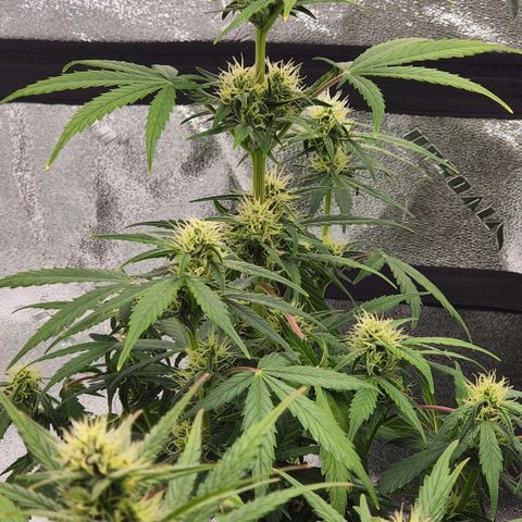 Candy Kush growlog timeline photo