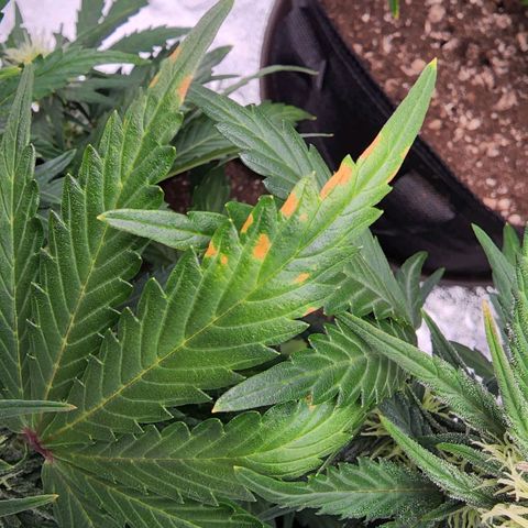 Candy Kush growlog timeline photo