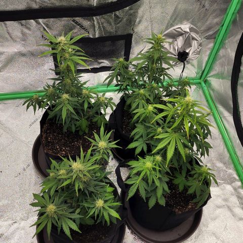 Candy Kush growlog timeline photo