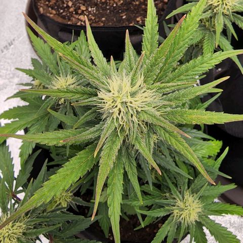 Candy Kush growlog timeline photo