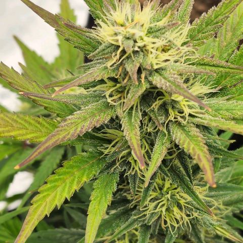 Candy Kush growlog photo: Seeing some purpling on the leaves. I don't known if it's genetics and it's beginning the fade before harvest or its a PH problem with the water. Last watering I gave it spring water instead of our tap water for the first time. I went back to the tap water for this watering and PH adjusted it down to 6.5-7