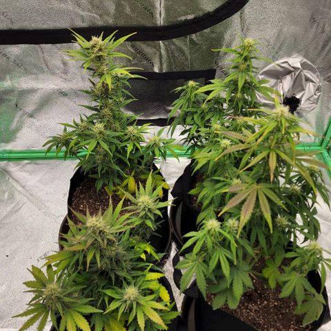 Candy Kush growlog photo: Seeing some purpling on the leaves. I don't known if it's genetics and it's beginning the fade before harvest or its a PH problem with the water. Last watering I gave it spring water instead of our tap water for the first time. I went back to the tap water for this watering and PH adjusted it down to 6.5-7