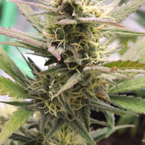 Candy Kush growlog photo: Seeing some purpling on the leaves. I don't known if it's genetics and it's beginning the fade before harvest or its a PH problem with the water. Last watering I gave it spring water instead of our tap water for the first time. I went back to the tap water for this watering and PH adjusted it down to 6.5-7