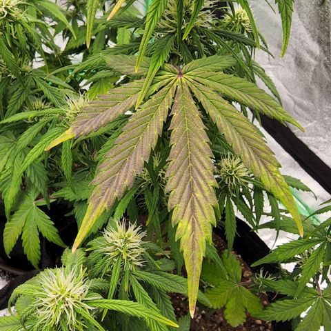 Candy Kush growlog photo: Seeing some purpling on the leaves. I don't known if it's genetics and it's beginning the fade before harvest or its a PH problem with the water. Last watering I gave it spring water instead of our tap water for the first time. I went back to the tap water for this watering and PH adjusted it down to 6.5-7