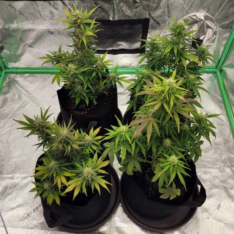 Candy Kush growlog timeline photo