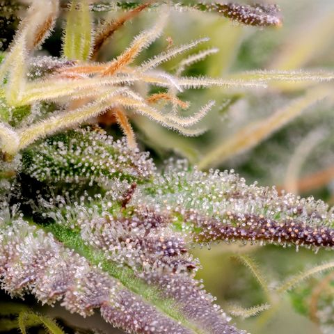 Candy Kush growlog timeline photo