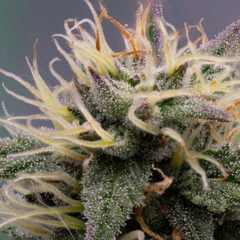 Candy Kush growlog timeline photo